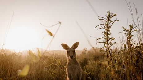 Känguru in Australien