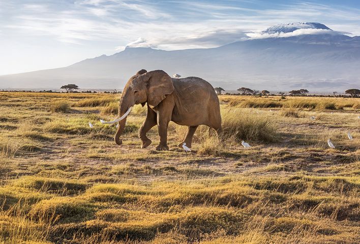 Elefant im Amboseli-Nationalpark in Kenoa