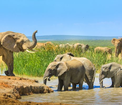 Addo Elephant Nationalpark Elefanten im Wasser