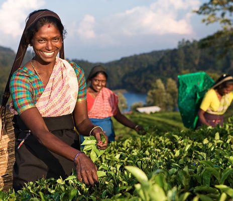 Frauen auf Teeplantage in Sri Lanka
