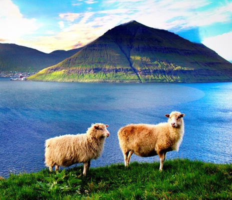 Schafe auf Faeroer Inseln