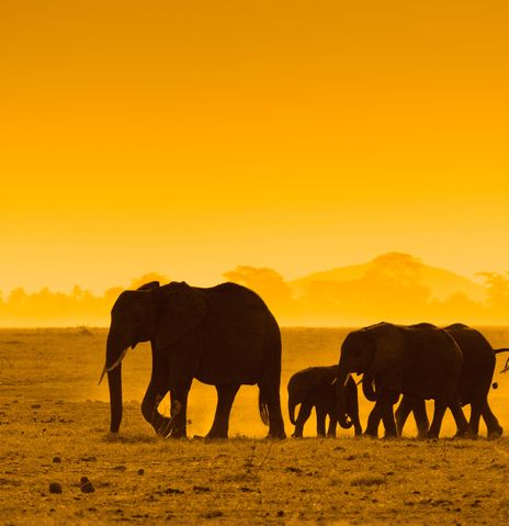 Elefant bei Sonnenuntergang