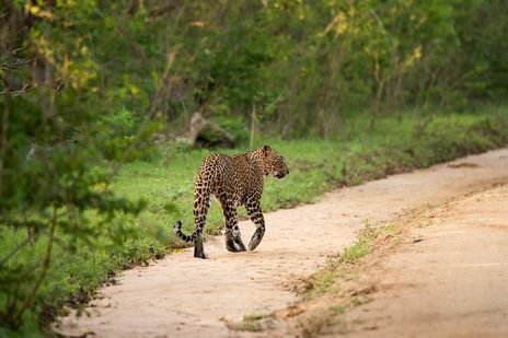 Leopard spaziert im Yala-Nationalpark in Sri Lanka – bekannt für seine artenreiche Tierwelt