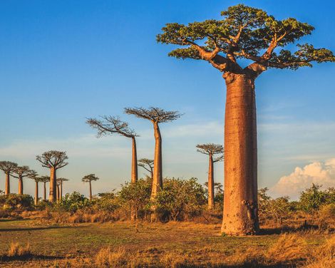 Die Insel der Lemuren und Baobabs-1