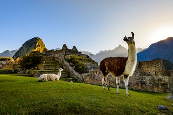 Lamas am Machu Picchu in Peru