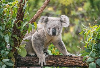 Australien, Neuseeland & Tasmanien