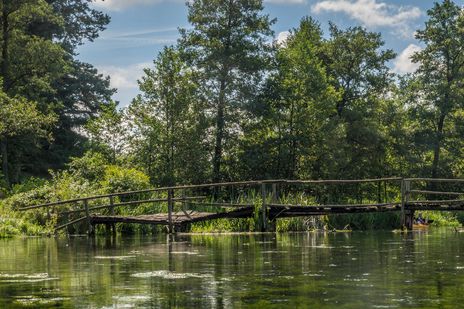 Waldlandschaft in der Tucheler Heide mit See und ruhiger Natur