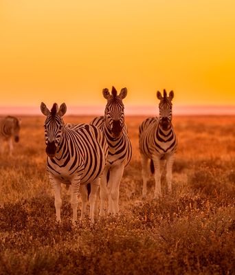 Zebras bei Sonnenuntergang in Namibia