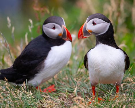 Kreuzfahrt mit MSC Preziosa ab/an Hamburg