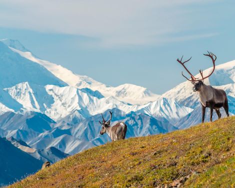 Kreuzfahrt mit Nieuw Amsterdam ab Whittier/an Vancouver inkl. 3 Nächte Vorprogramm Anchorage & Denali Nationalpark-1