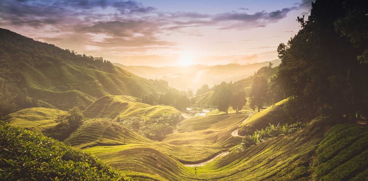 Cameron Highlands in Malaysia