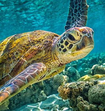 Schildkröte im Meer