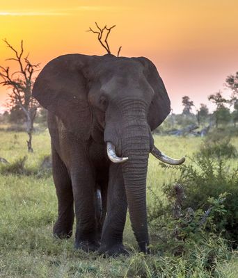 Elefant in Südafrika