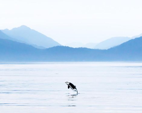 Rundreise von Calgary bis Vancouver & Alaska-Kreuzfahrt mit der Koningsdam-0