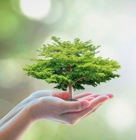 Person hält wachsenden Baum in den Händen