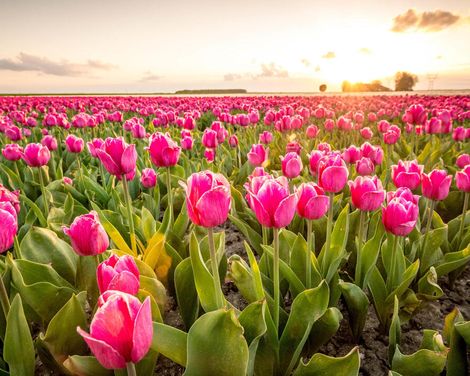 Flusskreuzfahrt zur Tulpenblüte mit Rad & Schiff MS De Nassau ab/an Amsterdam-0