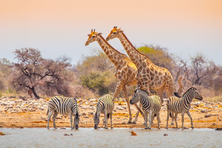 Giraffen und Zebras an einer Wasserstelle im Etosha-Nationalpark in Namibia