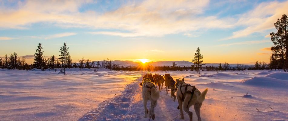 Hundeschlitten-Tour durch das verschneite, schwedische Lappland