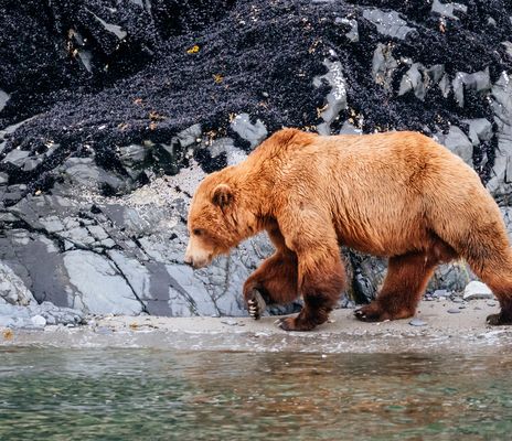 Bär Alaska