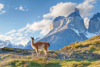 Lama in Patagonien, Chile