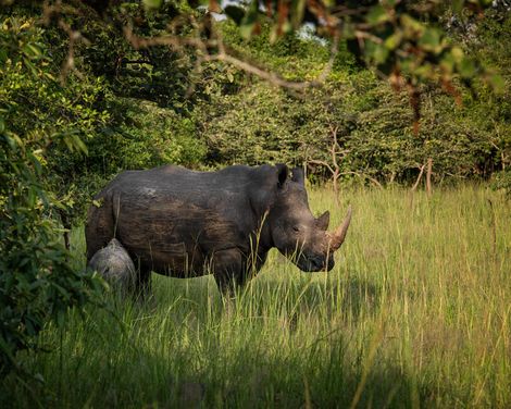 Gänsehautmomente im Herzen Afrikas-2