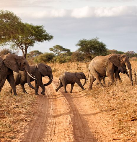 Elefanten im Tarangire Nationalpark