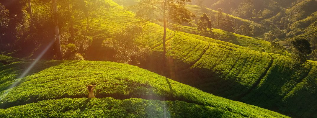 Sonnenaufgang über den grünen Teeplantagen von Nuwara Eliya im Hochland Sri Lankas