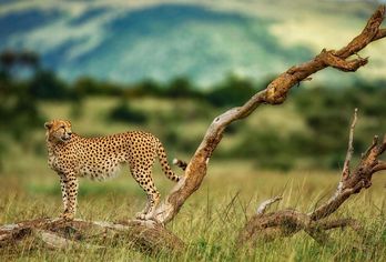 Kenia