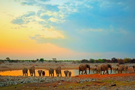 Elefantengruppe am Wasserloch in Namibia