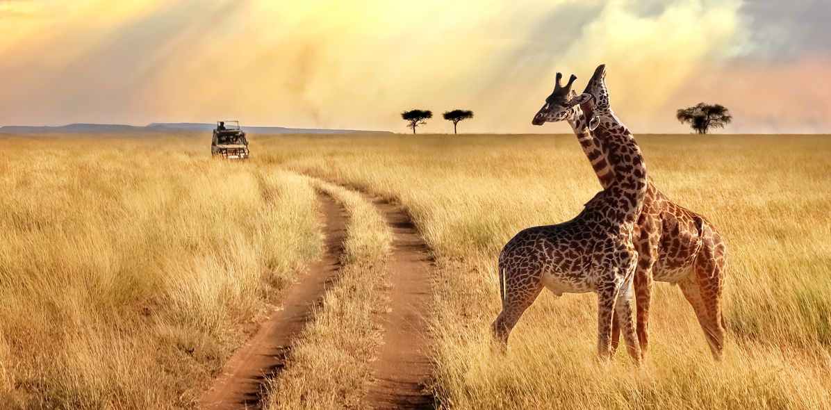 Giraffen im Chobe Nationalpark in Botswana