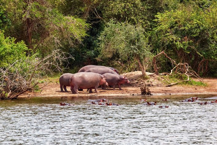 Nilpferde am Fluss in Uganda