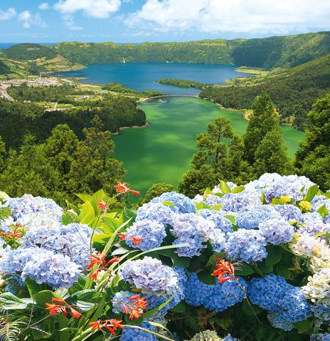 Sao Miguel Landschaft mit Hortensien
