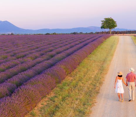 Paar spaziert durch Lavendelfeld in Frankreich