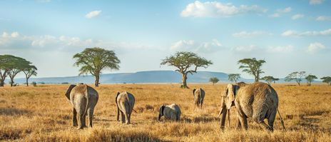 Elefantenherde in Tansania, Afrika