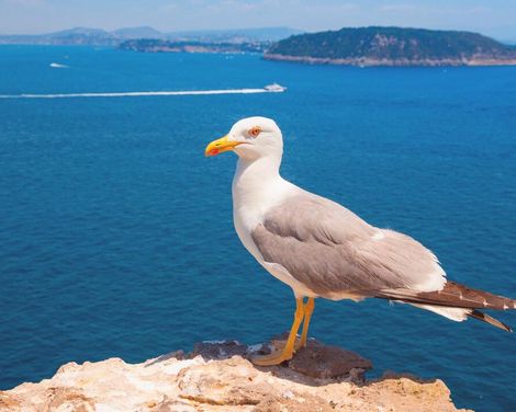 Kleingruppen-Standortrundreise in Ischia-3