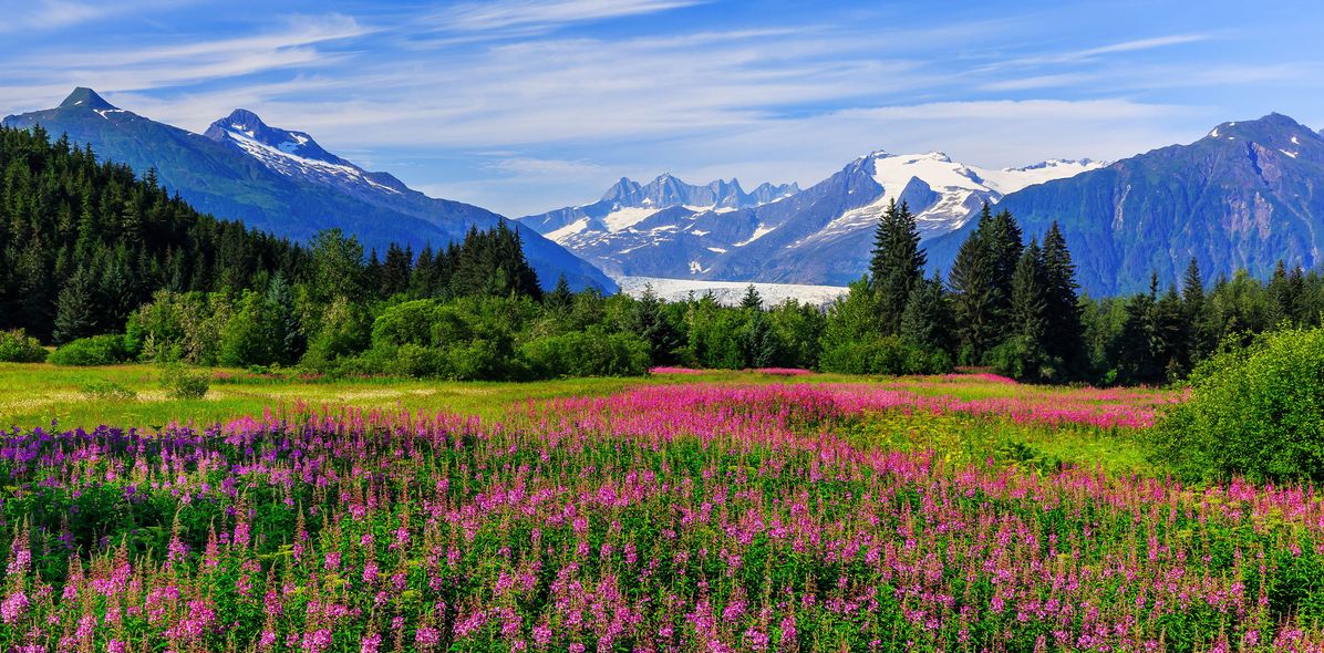Blick auf eine Blumenwiese mit rosa Blumen und Landschaft in Juneau, Alaska