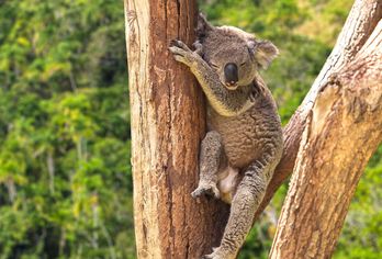 Australien - Tasmanien