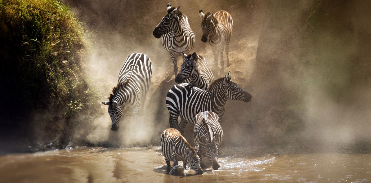 Eine Zebraherde läuft durch ein Wasserloch und wirbelt dabei Staub und Wasser in der afrikanischen Savanne auf.