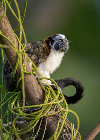 Kleiner Affe auf einem Baum im Soberanía Nationalpark in Panama