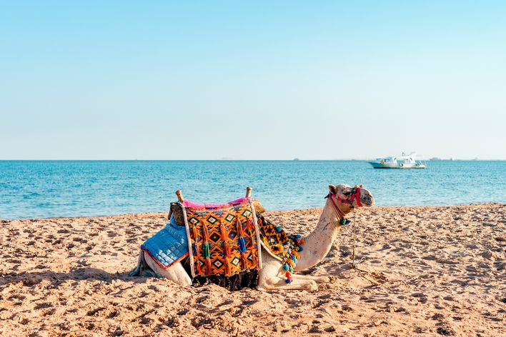 Kamel am Strand in Safaga