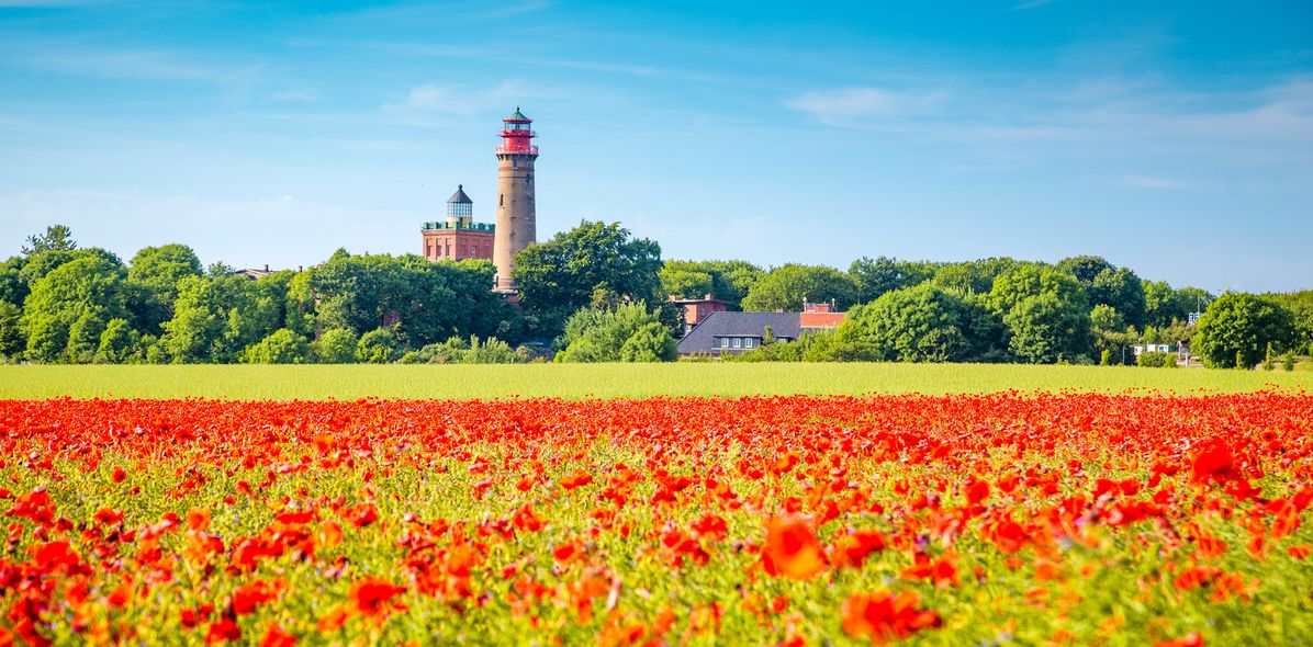 Mohnblumenfeld auf der Insel Rügen
