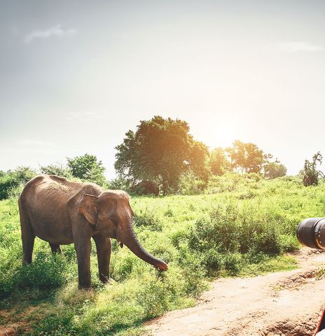 Touristin mit Kamera und Elefant