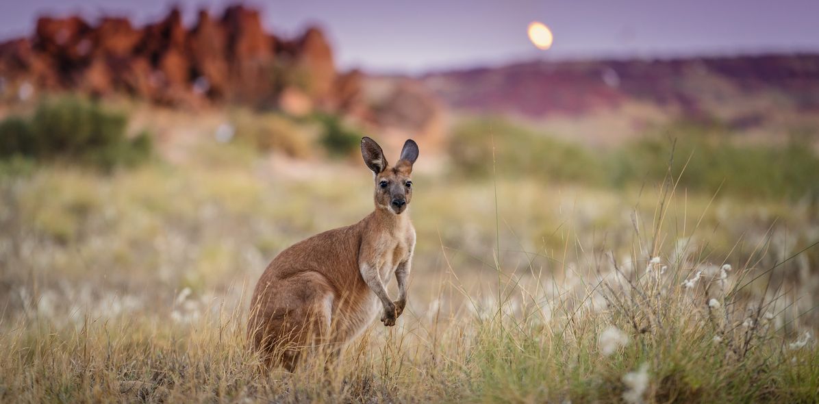 Känguru vor einer Felsenlandschaft in Australien