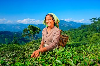 Darjeeling Frau in der Teeplantage