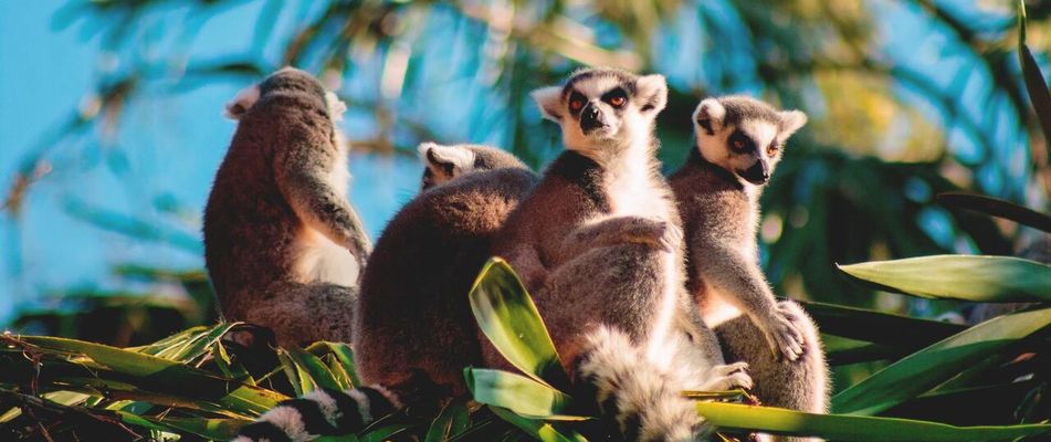 Tierherden in Kenia