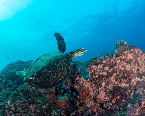 mit MS Hamburg ab/an Hamburg inkl. 1 Galanacht in Hamburg-2