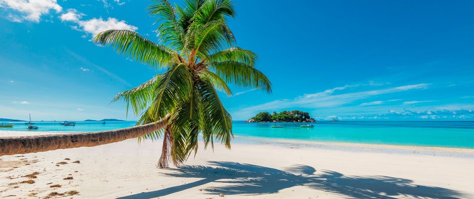 Palme am Strand von Kuba