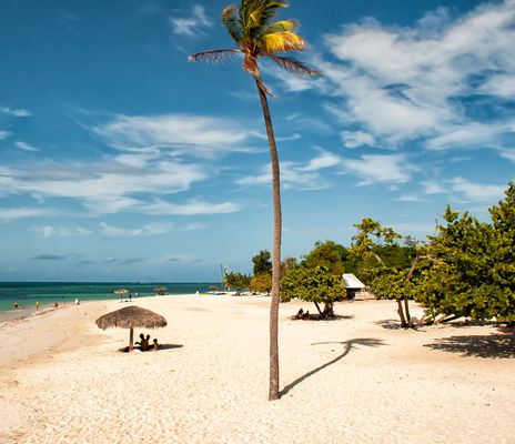 Palme am Strand von Kuba