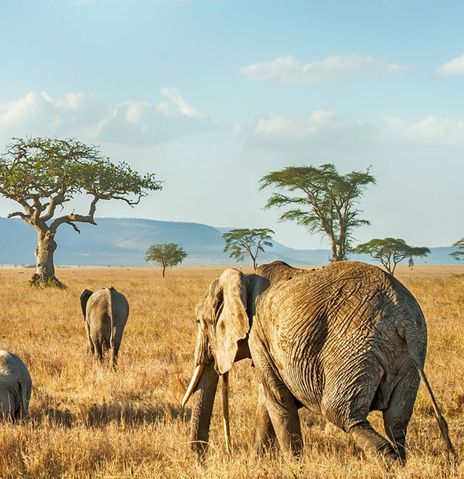 Elefanten im Serengeti Nationalpark