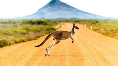 Känguru in Australien
